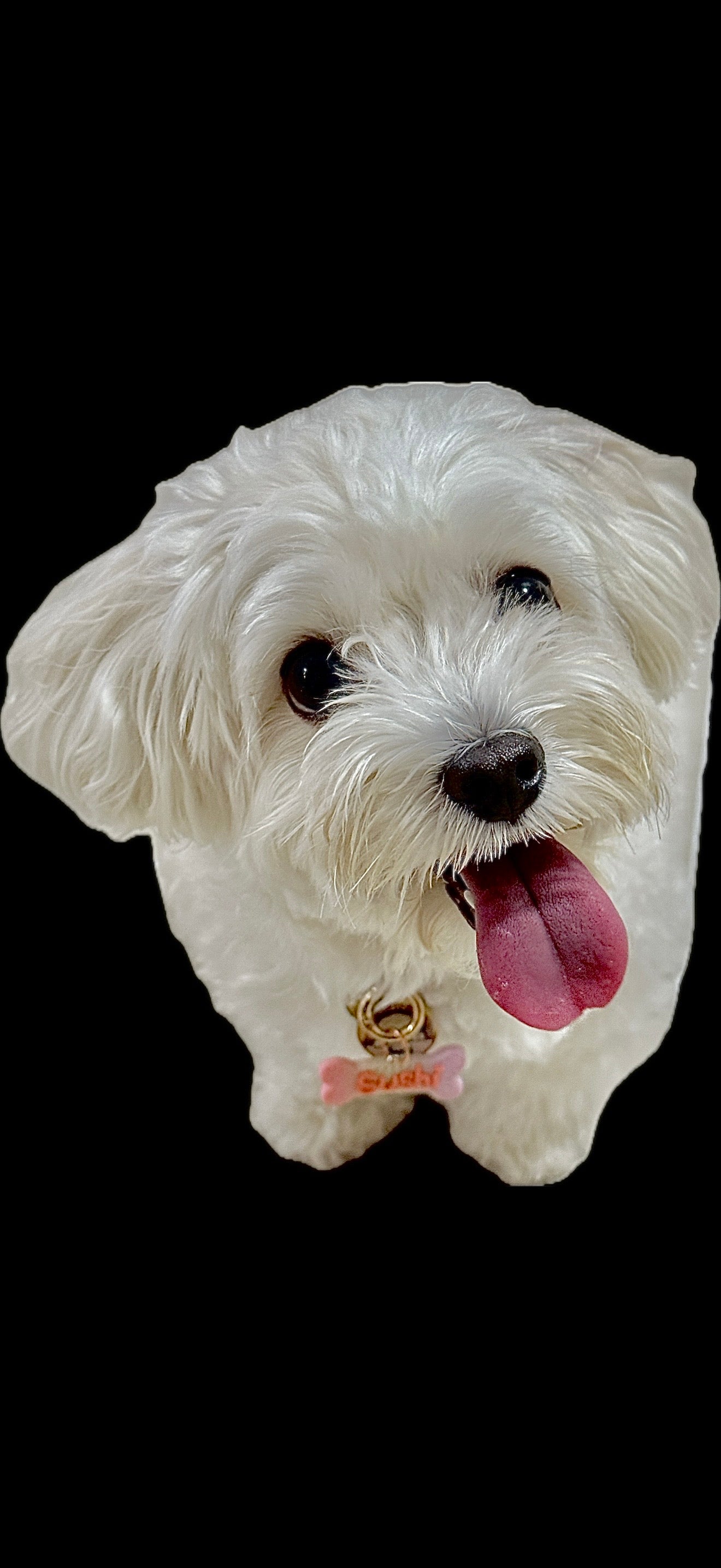 A089. Pawfect collar tags workshop